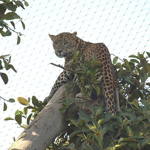 more animals from Bioparc, Valencia (Spain)