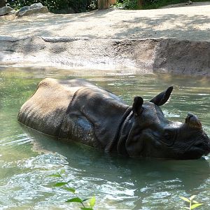 Cincinnati Zoo - Indian Rhino