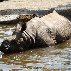 Cincinnati Zoo - Indian Rhino