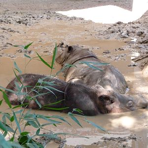 Cincinnati Zoo - Sumatran Rhinos