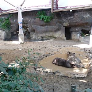 Cincinnati Zoo - Sumatran Rhino Paddock