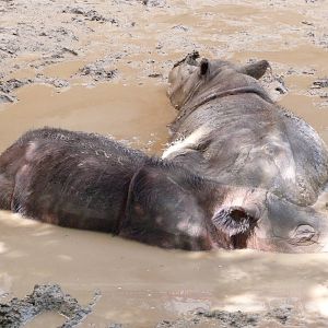 Cincinnati Zoo - Sumatran Rhinos