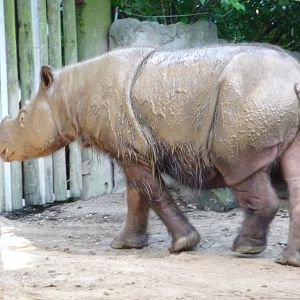 Cincinnati Zoo - Sumatran Rhino