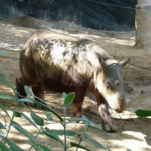 Cincinnati Zoo - Sumatran Rhino
