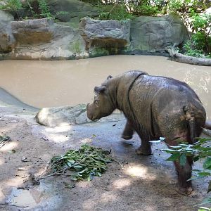 Cincinnati Zoo - Sumatran Rhino
