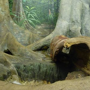 Cincinnati Zoo - Small Cat House