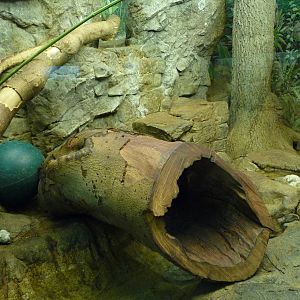 Cincinnati Zoo - Small Cat House