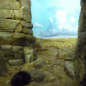 Cincinnati Zoo - Small Cat House