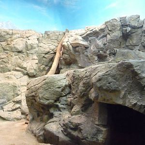Cincinnati Zoo - Pallas' Cat Exhibit