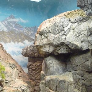 Cincinnati Zoo - Snow Leopard Exhibit