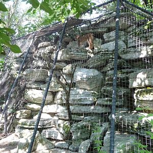 Cincinnati Zoo - Bobcat Exhibit
