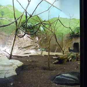 Cincinnati Zoo - Giant Anteater