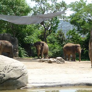 Cincinnati Zoo - Asian elephants