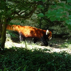 Cincinnati Zoo - Red Panda