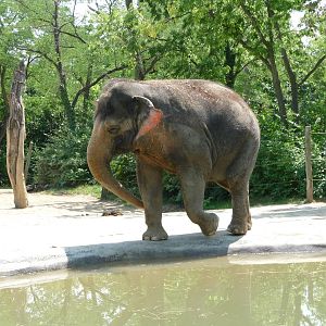 Cincinnati Zoo - Asian elephant