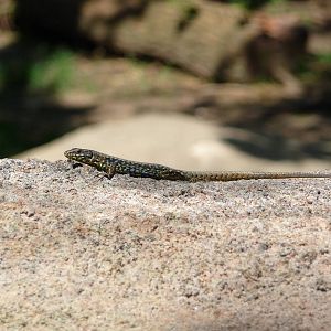 Cincinnati Zoo - Lizard