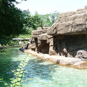 Cincinnati Zoo - Japanese Macaque Exhibit