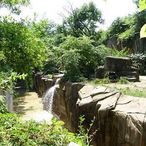 Cincinnati Zoo - Gorilla Exhibit