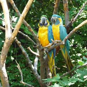 Cincinnati Zoo - Macaws