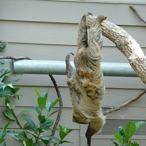 Cincinnati Zoo - Sloth