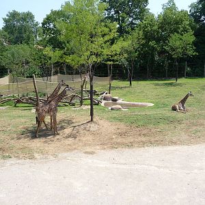 Cincinnati Zoo - Giraffe Ridge