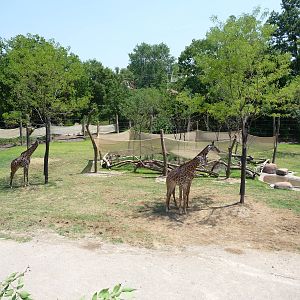 Cincinnati Zoo - Giraffe Ridge
