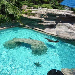 Cincinnati Zoo - California Sea Lion Pool