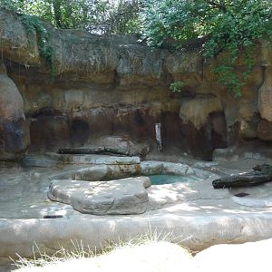 Cincinnati Zoo - American black bear grotto
