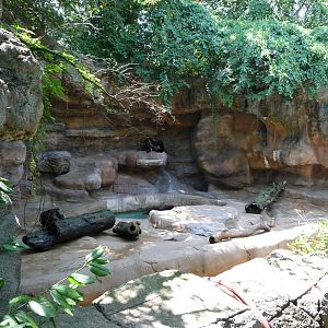 Cincinnati Zoo - Spectacled bear grotto