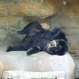 Cincinnati Zoo - Spectacled bear