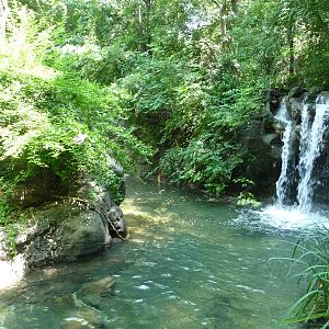 Cincinnati Zoo - Diana Monkey Island