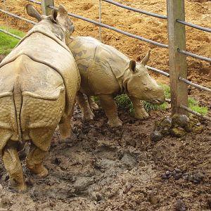 Mother & Baby Asian Rhino