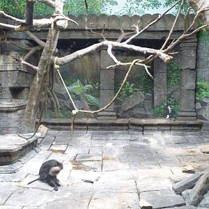 Cincinnati Zoo - Lion-tailed Macaque Exhibit
