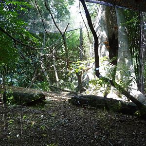 Cincinnati Zoo - Lemur Exhibit