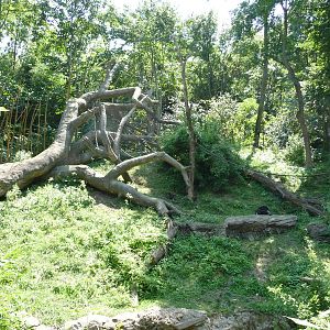 Cincinnati Zoo - Bonobo Exhibit