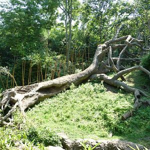 Cincinnati Zoo - Bonobo Exhibit