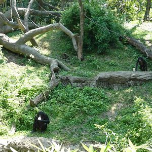 Cincinnati Zoo - Bonobo Exhibit