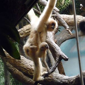 Cincinnati Zoo - Baby Gibbon