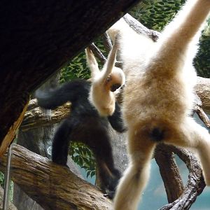 Cincinnati Zoo - Baby Gibbon
