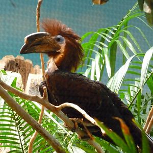 Cincinnati Zoo - Black-casqued Wattled Hornbill