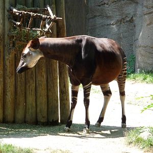 Cincinnati Zoo - Okapi
