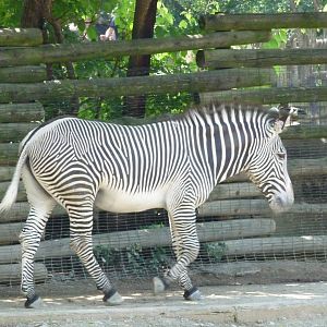 Cincinnati Zoo - Grevy's Zebra