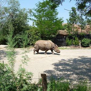 Cincinnati Zoo - Indian Rhino