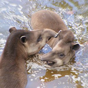 South American Tapirs