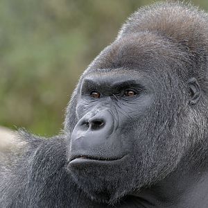Lowland gorilla, Jock