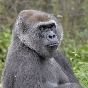 Lowland gorilla, Romina