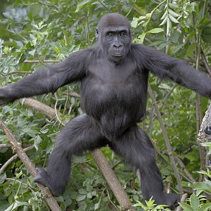 Lowland gorilla juvenile, Namoki