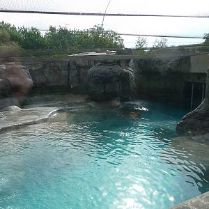Indianapolis Zoo - Walrus Exhibit