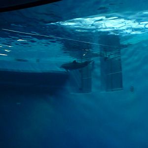 Indianapolis Zoo - Dolphin