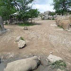 Indianapolis Zoo - White rhino
